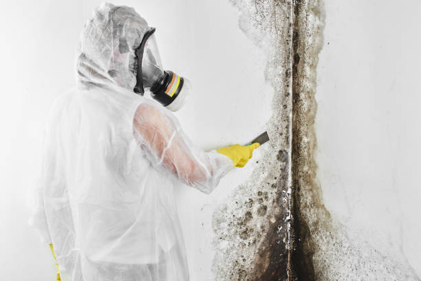 Parkville, MD Mold Remediation Company