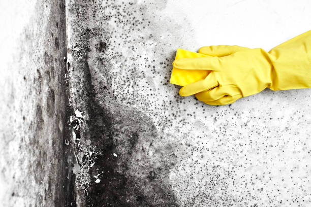 Best Industrial Mold Remediation in Parkville, MD