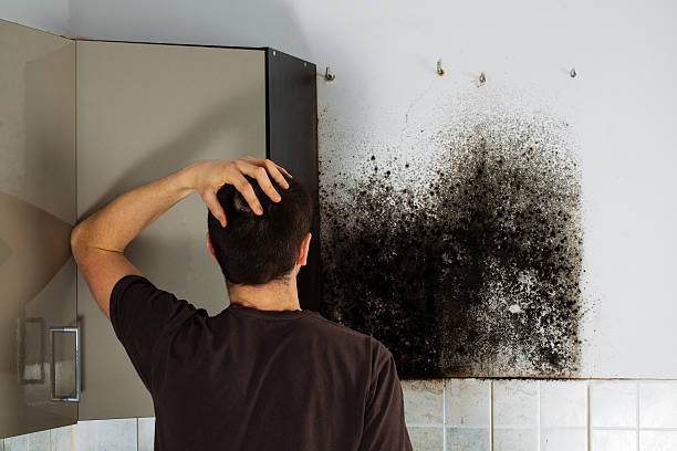 Best Residential Mold Remediation in Parkville, MD