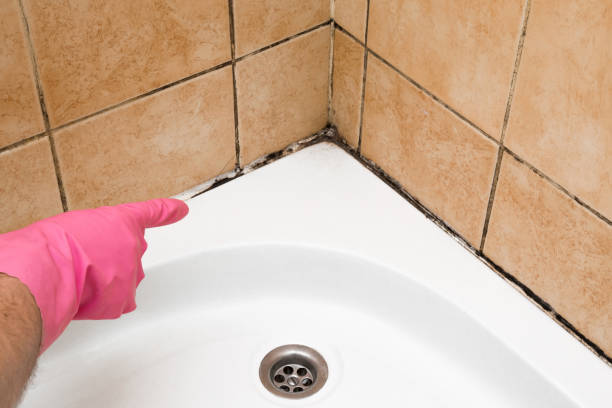 Best Kitchen Mold Remediation in Parkville, MD